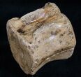 Hadrosaur Vertebra - Two Medicine Formation #13893-1